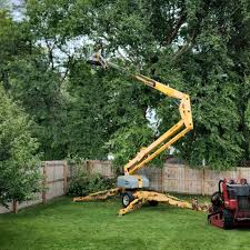 Best Emergency Tree Removal  in Raymondville, TX