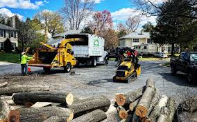 Trusted Raymondville, TX Tree Services Experts