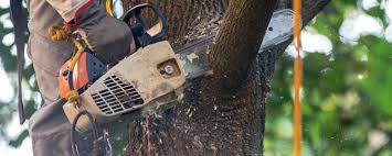 Best Hazardous Tree Removal  in Raymondville, TX