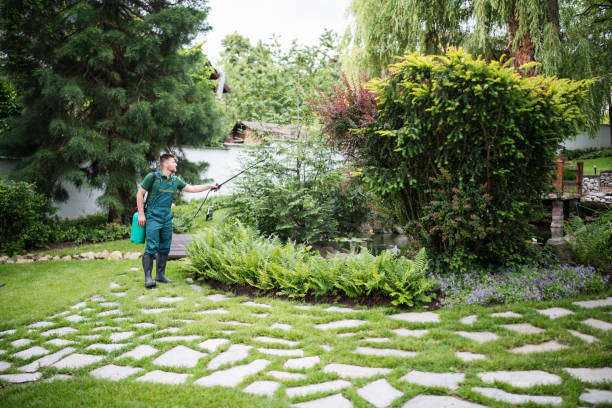 Best Lawn Maintenance Plans  in Raymondville, TX
