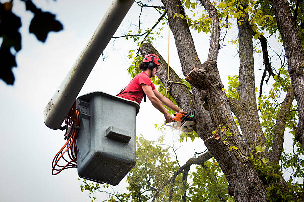 Best Tree Health Inspection  in Raymondville, TX