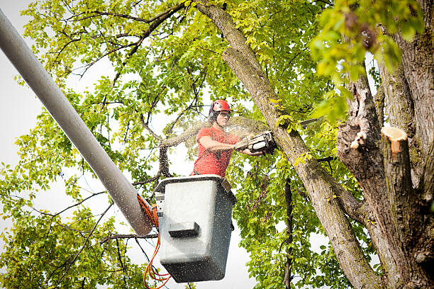 Best Arborist Consultation Services  in Raymondville, TX